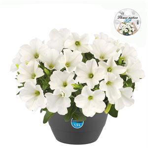 Bild von HP27 Petunia White